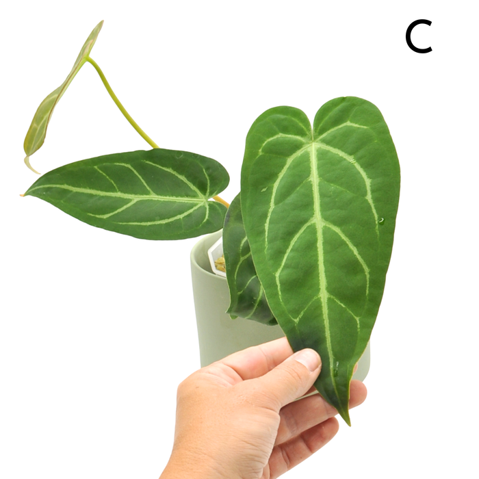 Anthurium Magnificum x Sanguineum