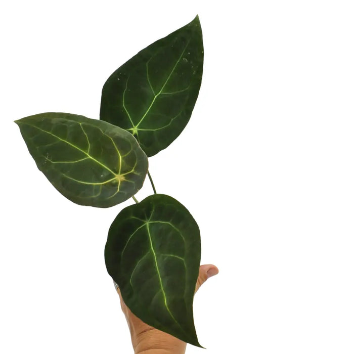 Anthurium Forgetii x