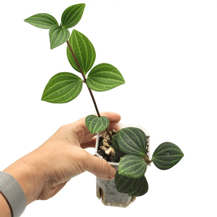 Peperomia puteolata (parallel)