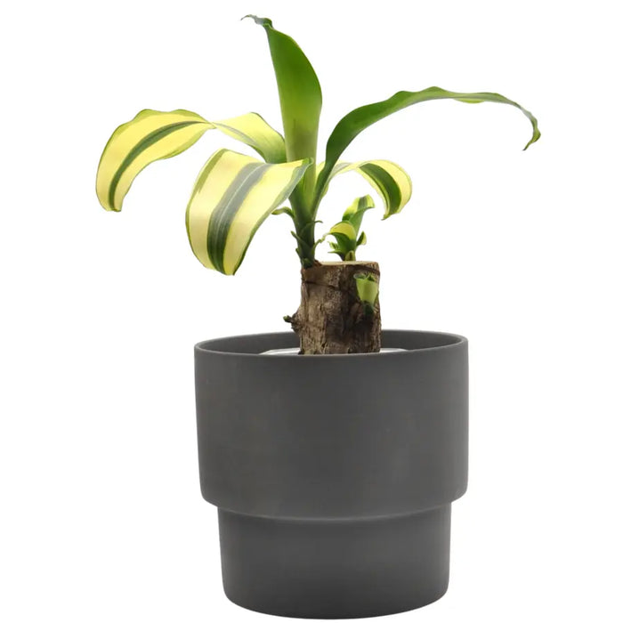 Dracaena Fragrans Lemon Lime