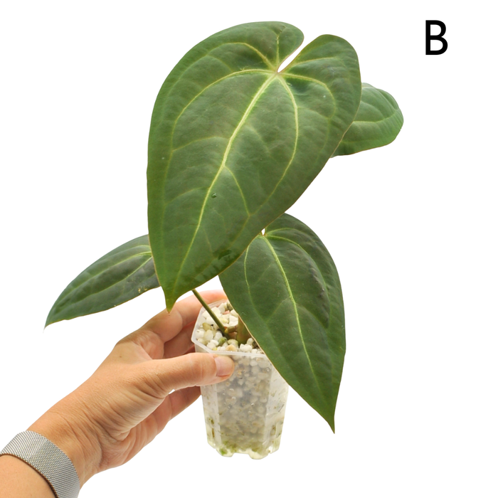 Anthurium magnificum x BHP
