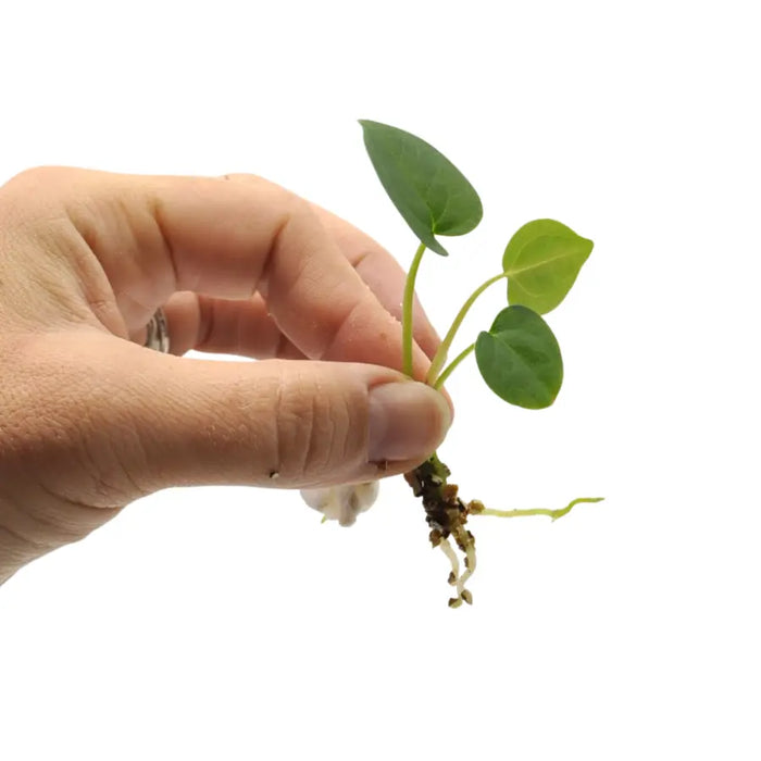 Anthurium (Hoffmannii x Crystallinum ) X ( Forgetii x Crystallinum)  seedling