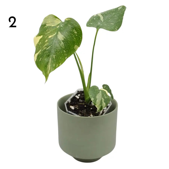 Monstera Deliciosa 'Thai Constellation'