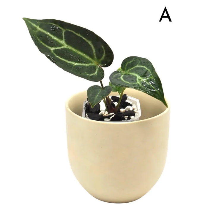 Anthurium Wild Crystallinum X Forgetii x