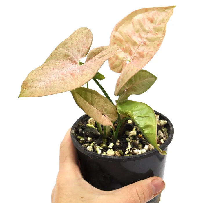 Syngonium Pink Spot (non TC)