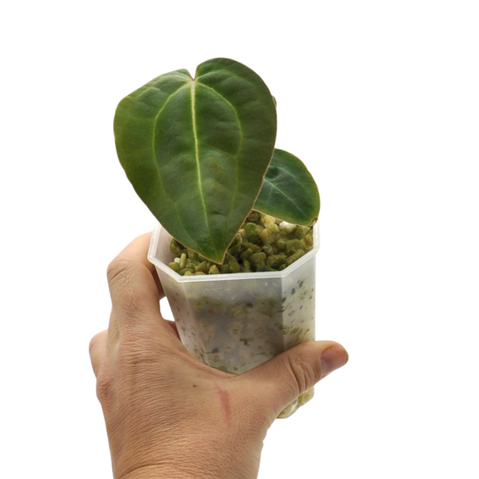 Anthurium magnificum x BHP