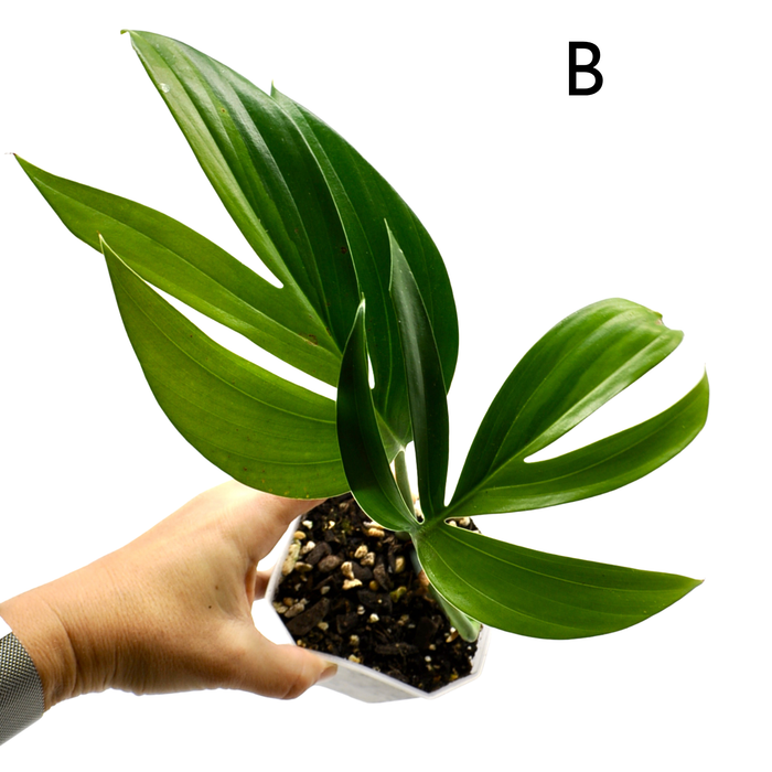 Rhaphidophora decursiva 'Aurea'