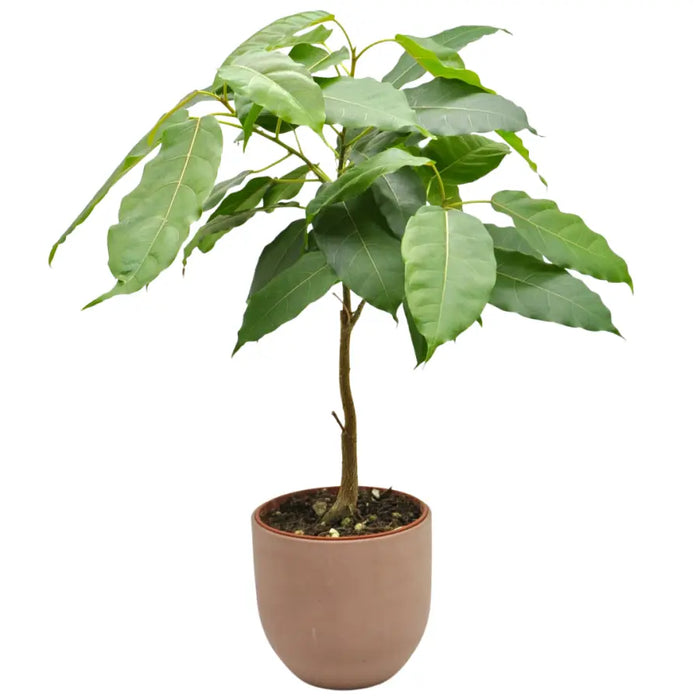 Ficus virens (White Fig)