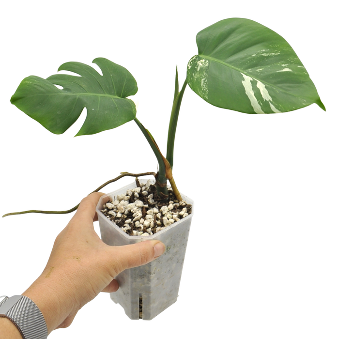 Monstera Borsigiana 'Albo' Variegata (soil)