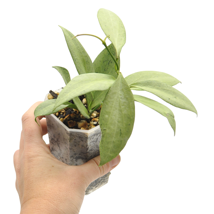 Hoya nicholsoniae 'New Guinea Ghost'