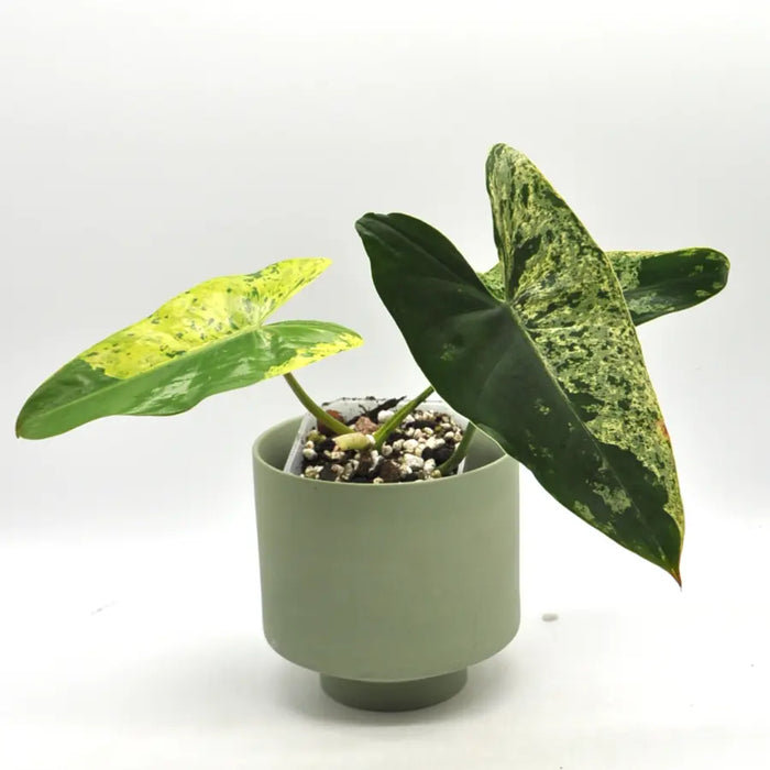 Philodendron Ilsemanii Variegata