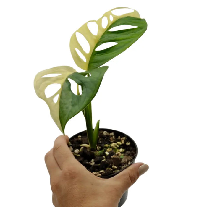 Monstera adansonii variegata