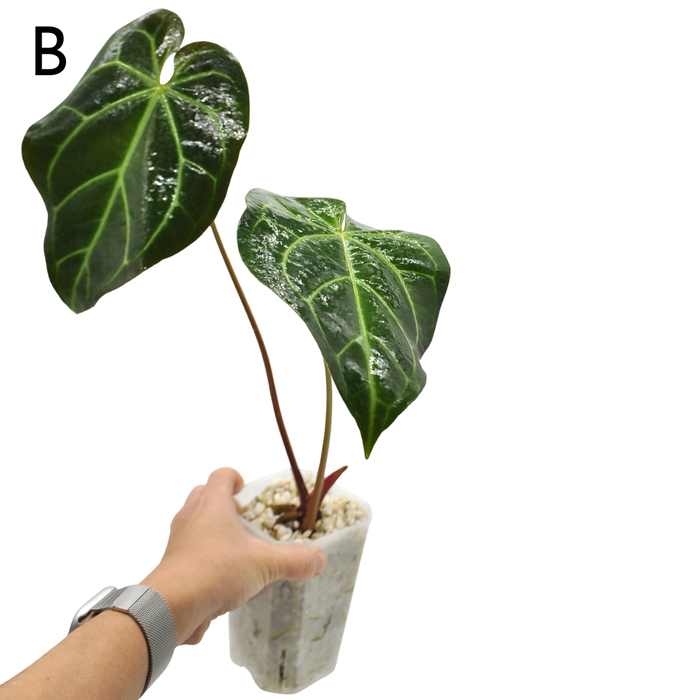 Anthurium  'Black Sensation' x (probably with Magnificum)