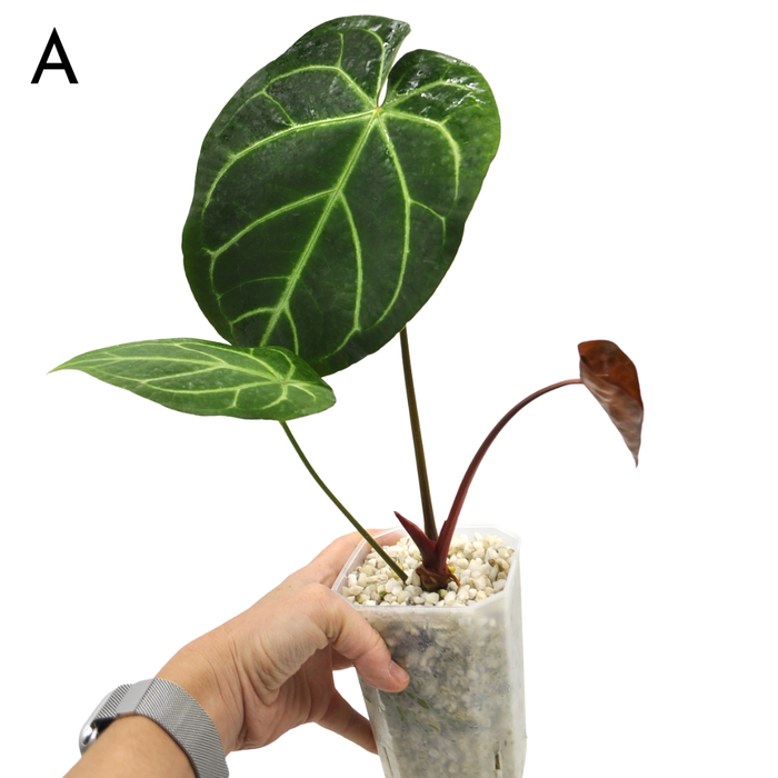 Anthurium  'Black Sensation' x (probably with Magnificum)
