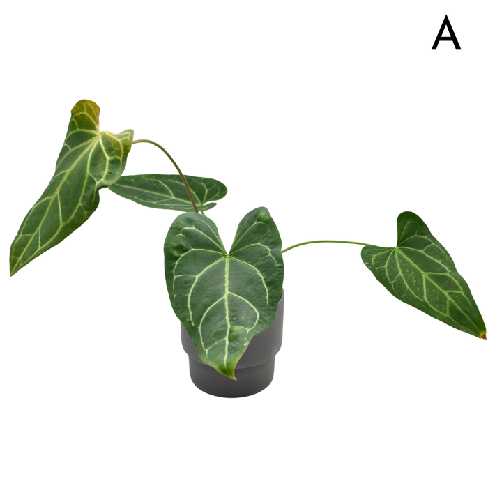 Anthurium 'Dark Night' x Regal