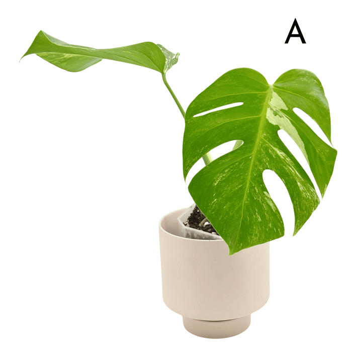 Monstera Borsigiana 'Albo' Variegata (soil)