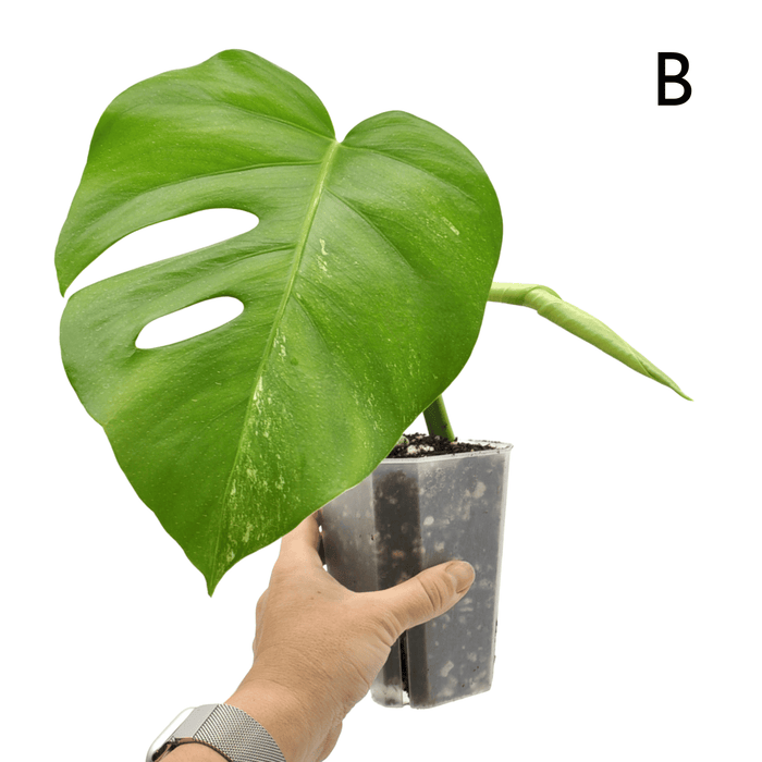 Monstera Borsigiana 'Albo' Variegata (soil)