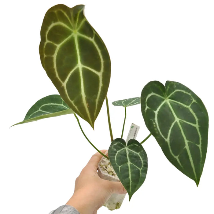 Anthurium Forgetii x