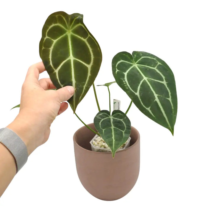 Anthurium Forgetii x