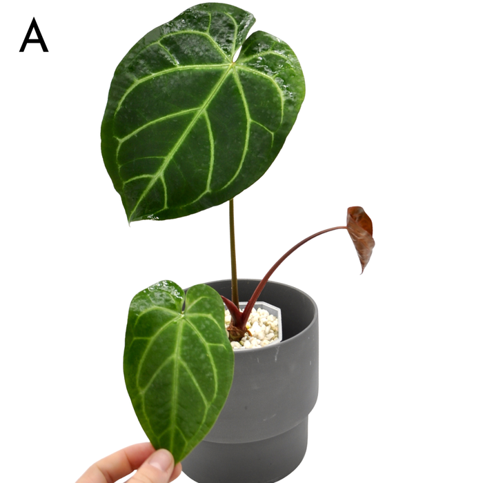Anthurium  'Black Sensation' x (probably with Magnificum)