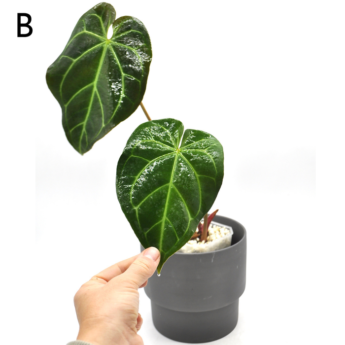 Anthurium  'Black Sensation' x (probably with Magnificum)