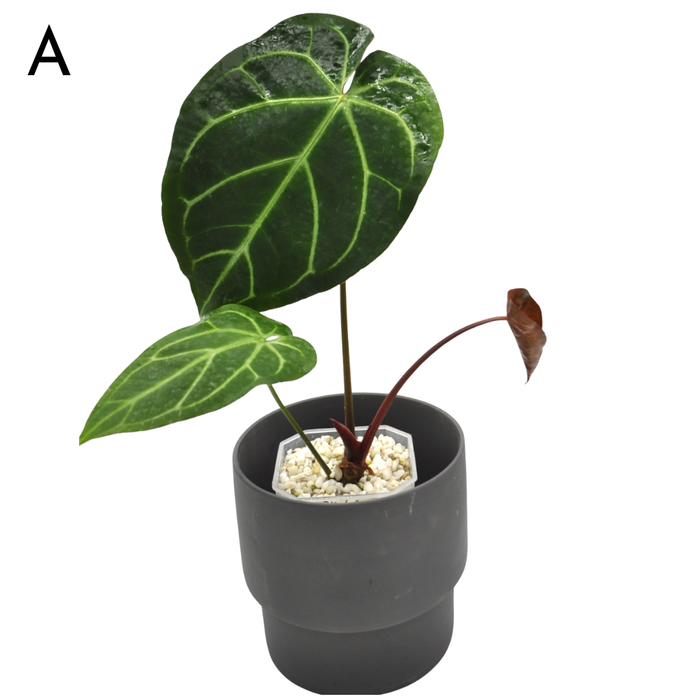 Anthurium  'Black Sensation' x (probably with Magnificum)