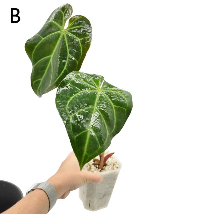 Anthurium  'Black Sensation' x (probably with Magnificum)