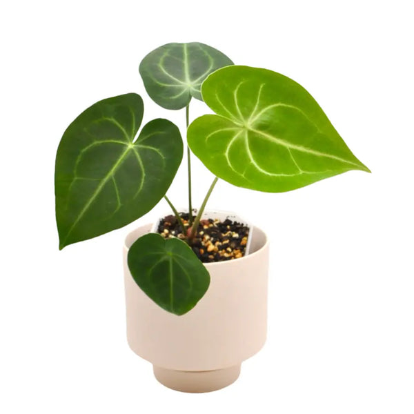 Anthurium Clarinervium – Velvet Heart-Shaped Leaves with White Veins —  Green My Space