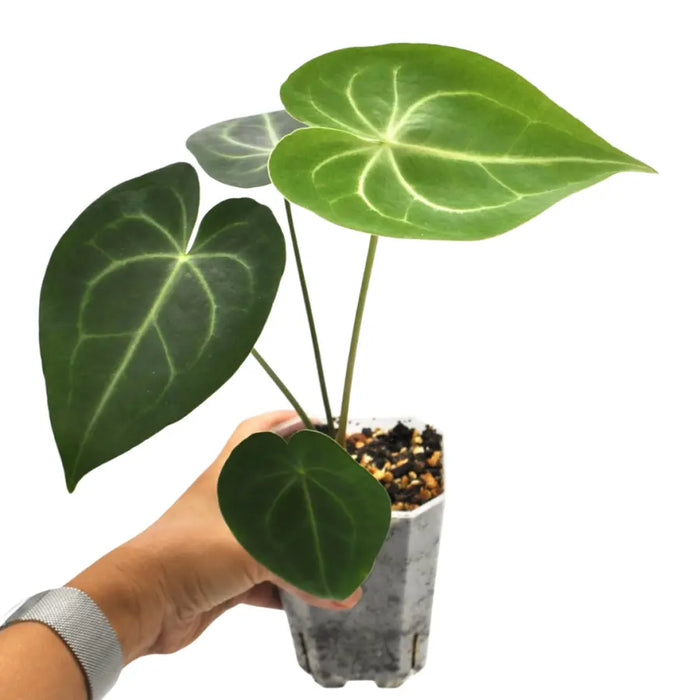 velvet cardboard anthurium Anthurium Clarinervium – Velvet Heart-Shaped Leaves with White Veins — Green My Space