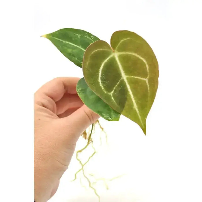 anthurium crystallinum australia Anthurium Crystallinum x Seedling indoor plant — Green My Space