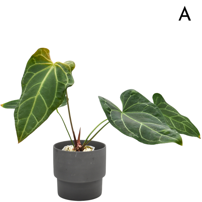 Anthurium 'Dark Night' x Regal