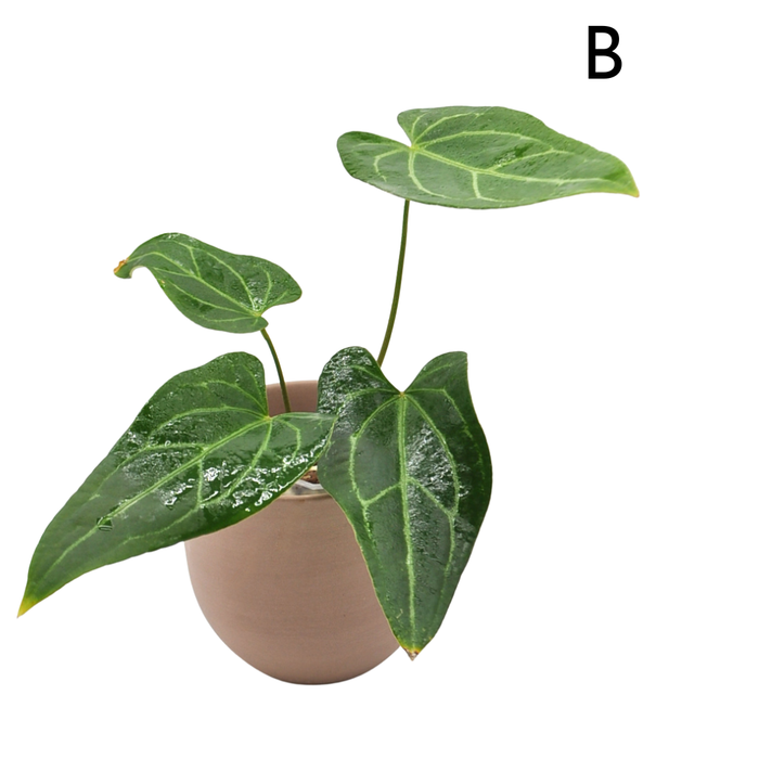 Anthurium 'Dark Night' x Regal