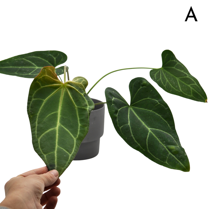 Anthurium 'Dark Night' x Regal