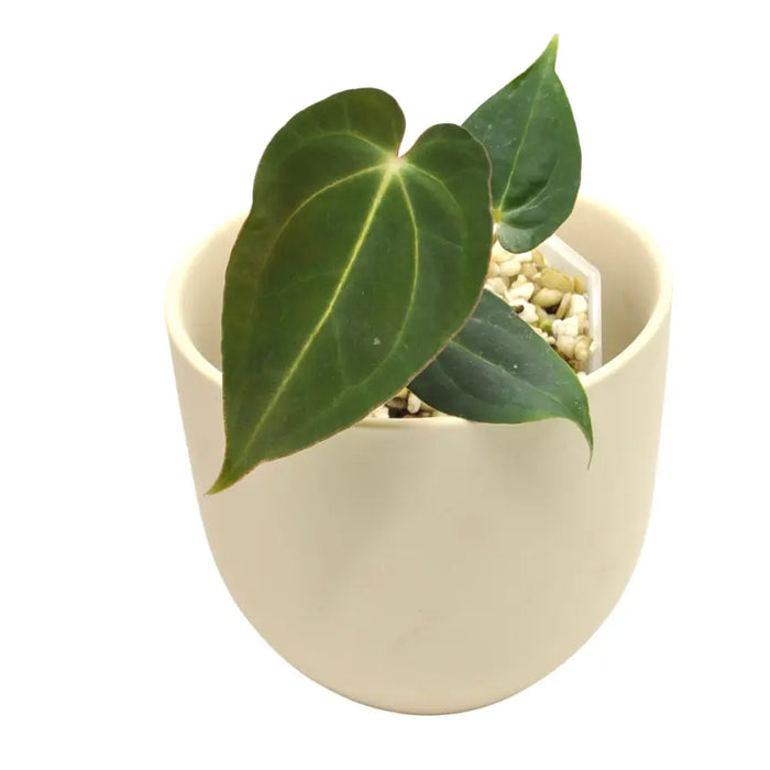 Anthurium Dark Crystallinum x Hoffmannii