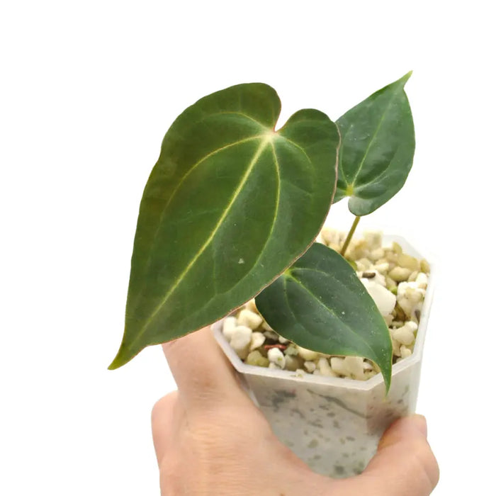Anthurium Dark Crystallinum x Hoffmannii