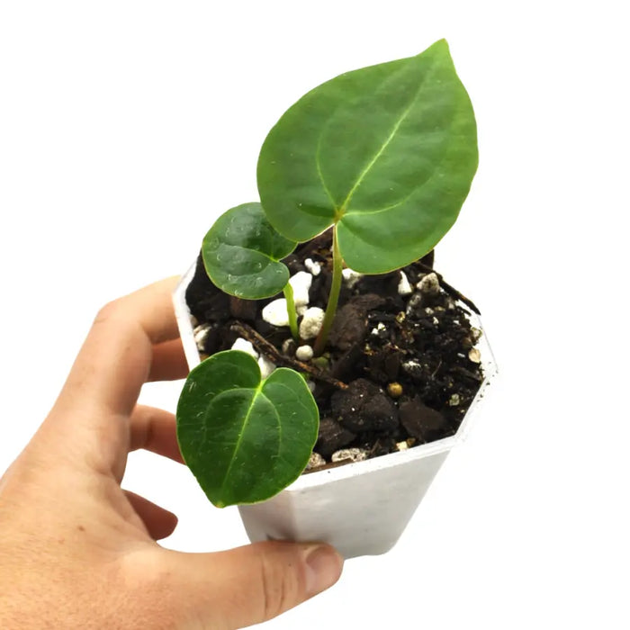 Anthurium (Hoffmannii x Crystallinum ) X ( Forgetii x Crystallinum)  seedling - SOIL