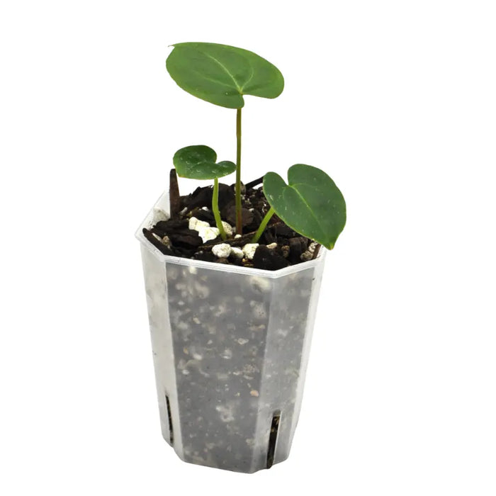 Anthurium (Hoffmannii x Crystallinum ) X ( Forgetii x Crystallinum)  seedling - SOIL