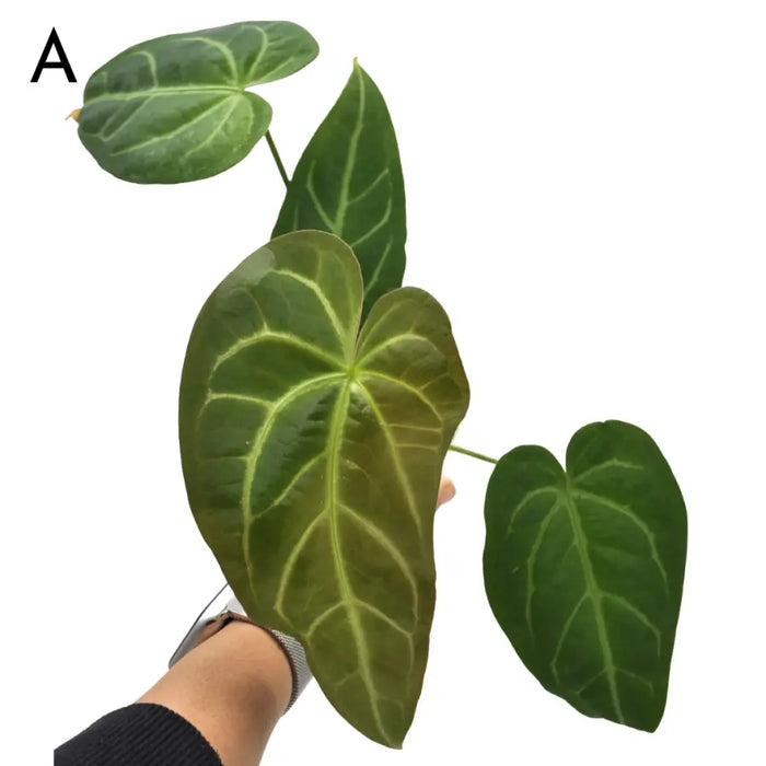 Anthurium Magnificum x Sanguineum