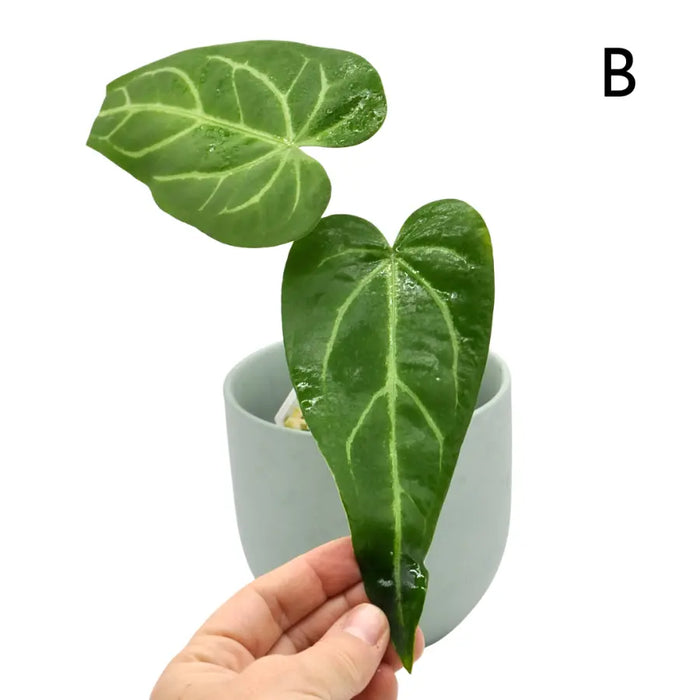 Anthurium Magnificum x Sanguineum