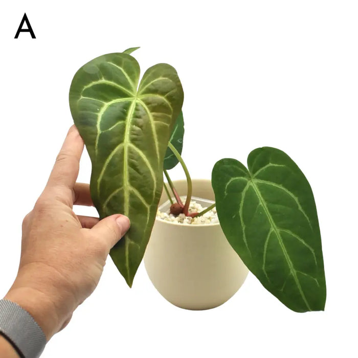 Anthurium Magnificum x Sanguineum