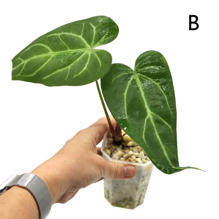 Anthurium Magnificum x Sanguineum