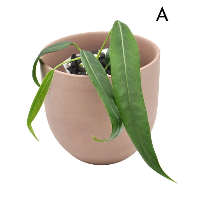 Anthurium Pallidiflorum
