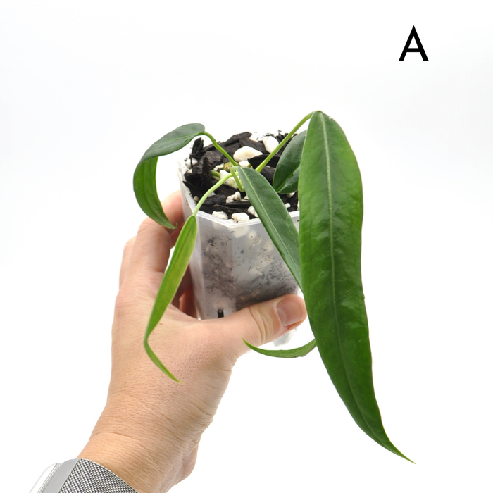 Anthurium Pallidiflorum