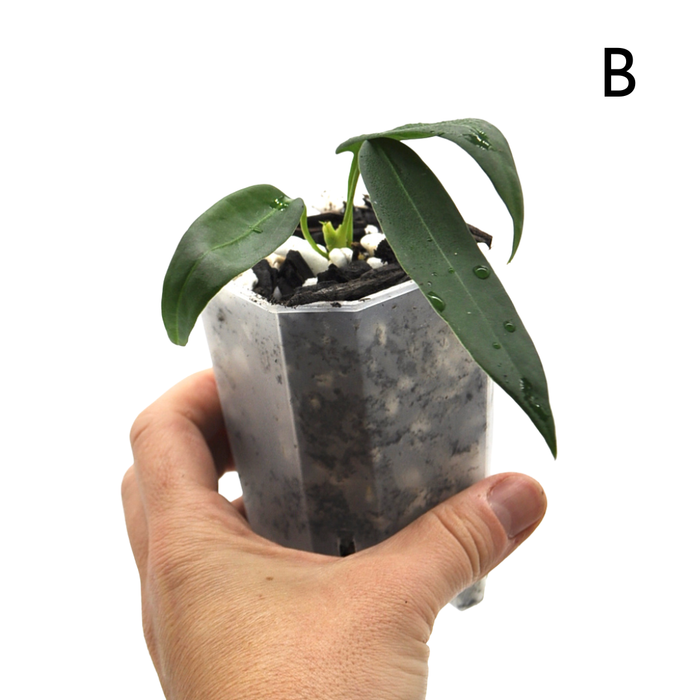 Anthurium Pallidiflorum