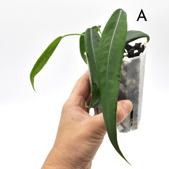 Anthurium Pallidiflorum