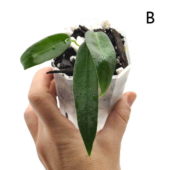 Anthurium Pallidiflorum