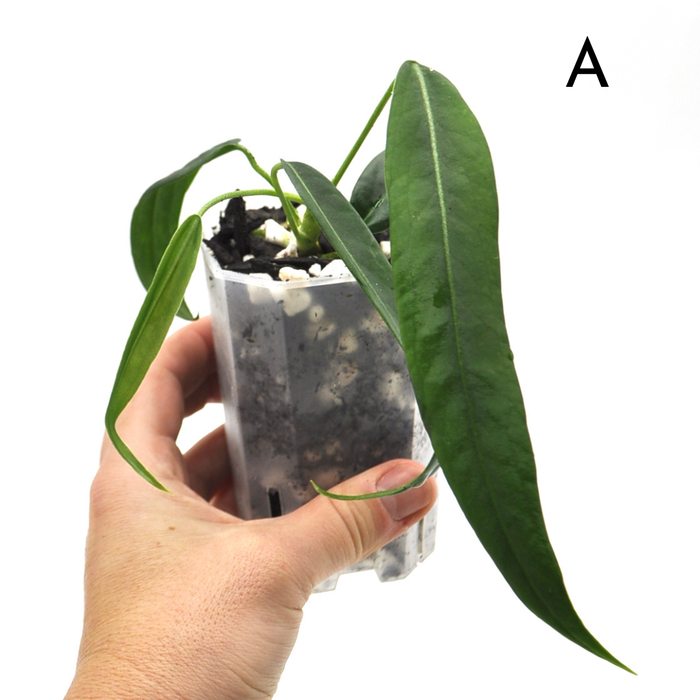 Anthurium Pallidiflorum