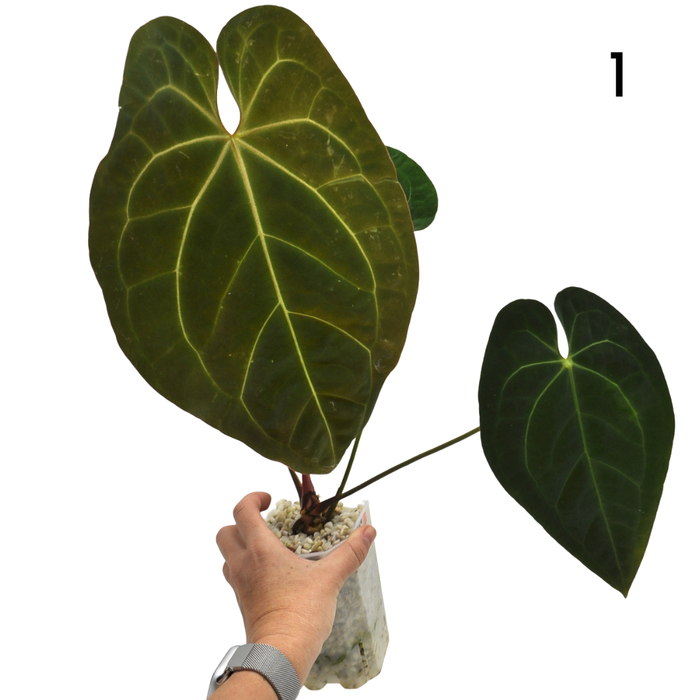 Anthurium magnificum x BHP