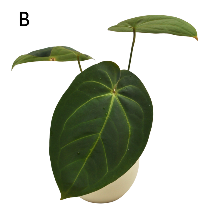 Anthurium magnificum x BHP