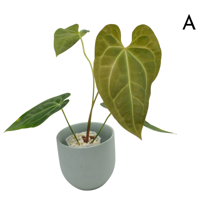 Anthurium magnificum x BHP